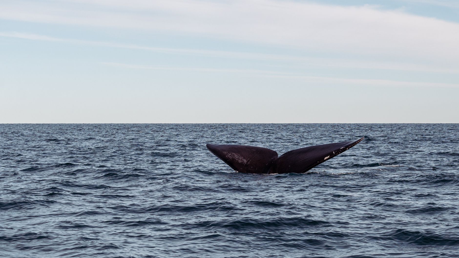 XRPUSD whale activity